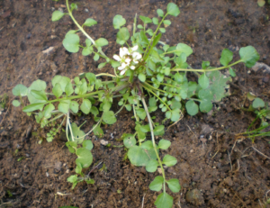 example of bittercress weed growing in lawn by PURE Lawn Management