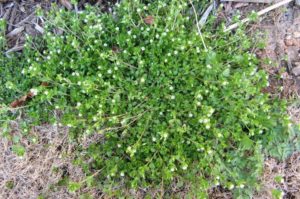 example of chickweed growing in lawn by PURE Lawn Management
