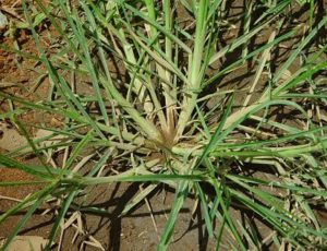 example of goosegrass growing in lawn by PURE Lawn Management