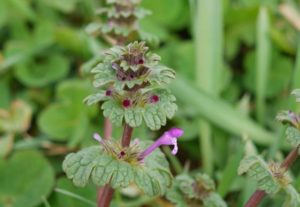 example of purple henbit weed growing in lawn by PURE Lawn Management
