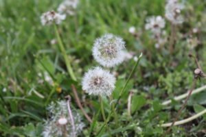 example of dandelion weed growing in grass by PURE Lawn Management