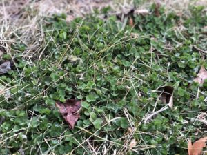 example of clover growing in lawn by PURE Lawn Management