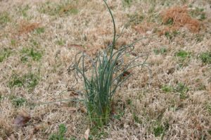 example of wild onion growing in lawn by PURE Lawn Management