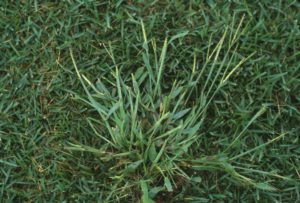 example of crabgrass growing in lawn by PURE Lawn Management