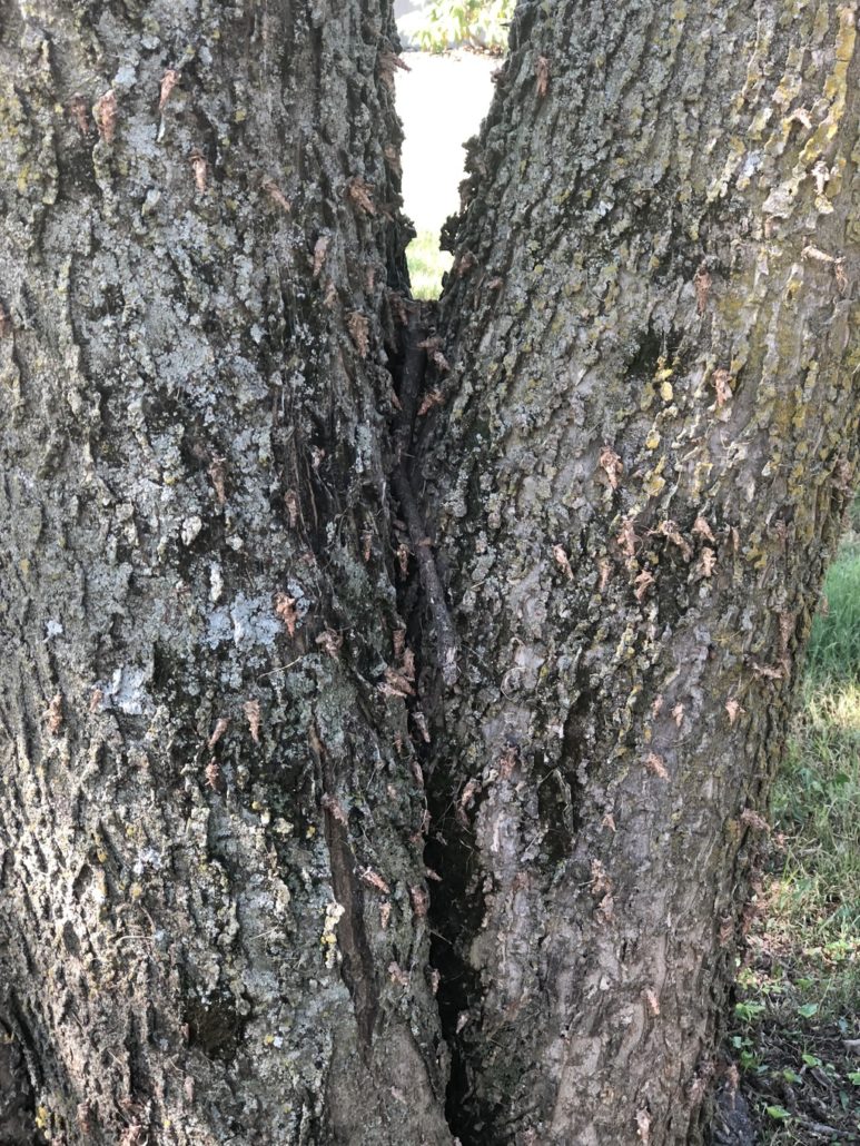 Bagworms crawling up the side of a tree that is in need of insect control applications by PURE Lawn Management.