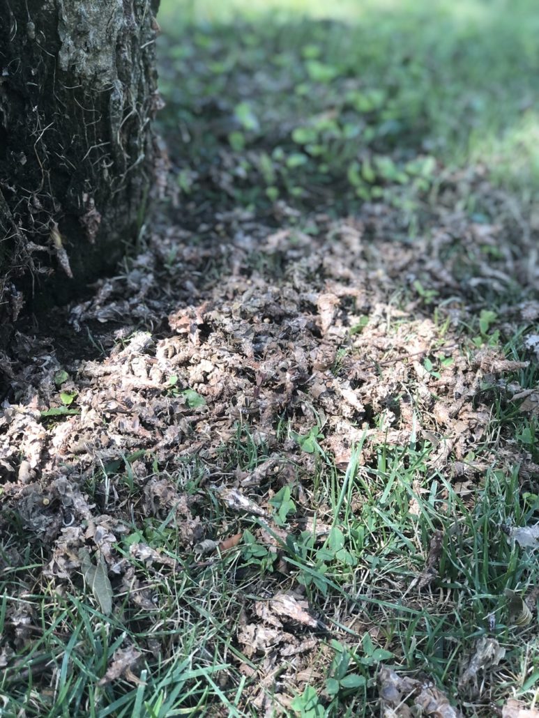 Insect bagworms piled around base of tree in need of insect applications by PURE Lawn Management