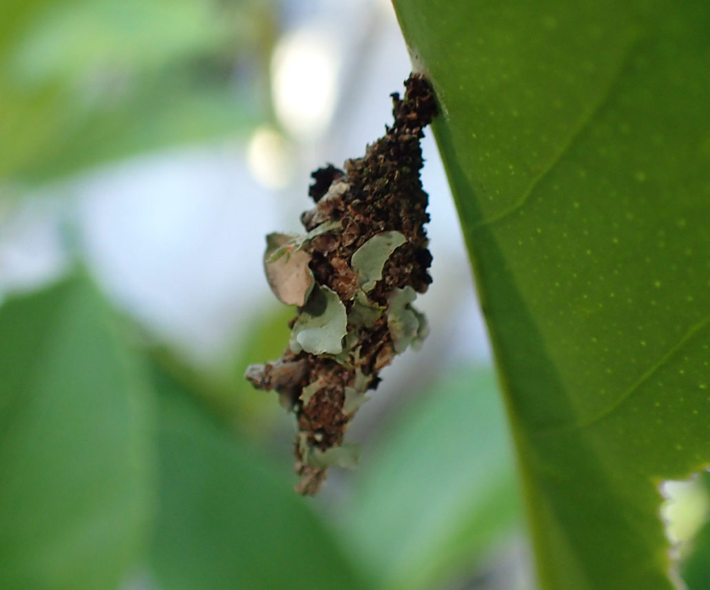 Insect bagworm hanging from a leaf