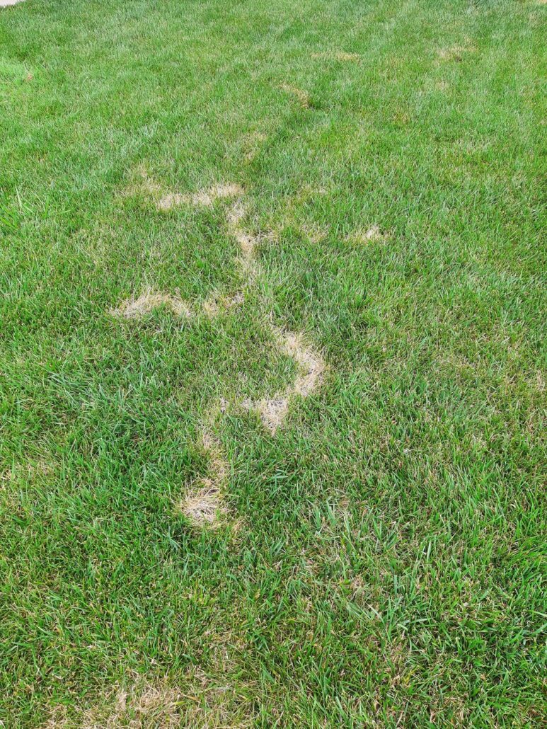A line showing where the mole traveled and ate the roots of the grass killing it.